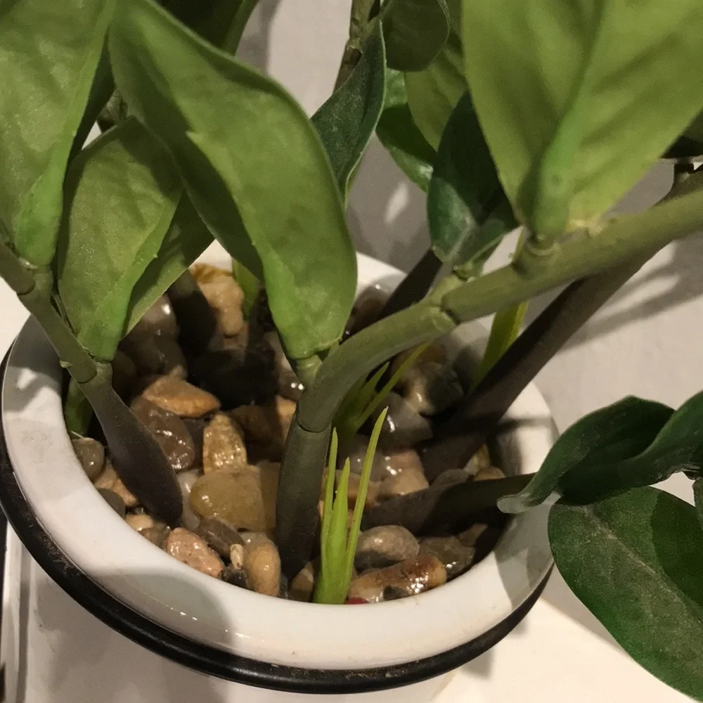 Faux Plant Artificial ZZ Plant Faux Greens NEW Perfect Size FINAL SALE - Picture 6 of 8